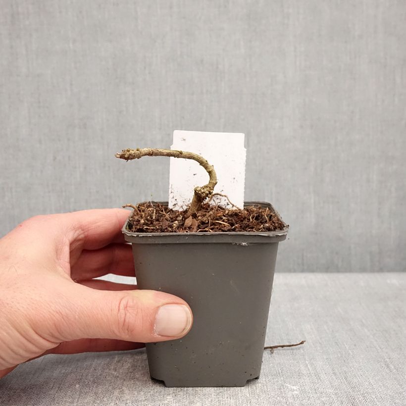 Acanto - Acanthus sennii Maceta de 8/9 cm Ejemplar entregado en invierno