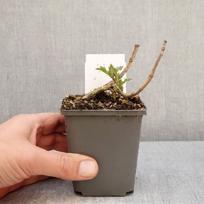 Acanto - Acanthus sennii Maceta de 8/9 cm Ejemplar entregado en la primavera