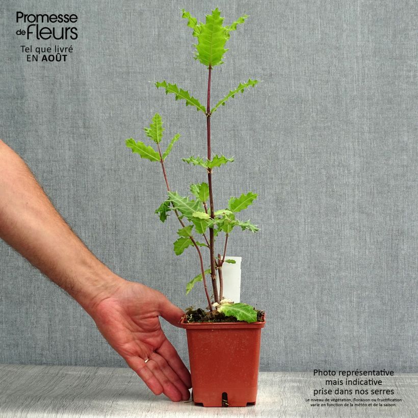Ejemplar de Acanto - Acanthus sennii Maceta 1L/1,5L entregado en verano