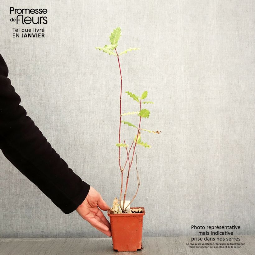 Acanto - Acanthus sennii Maceta 1L/1,5L Ejemplar entregado en invierno