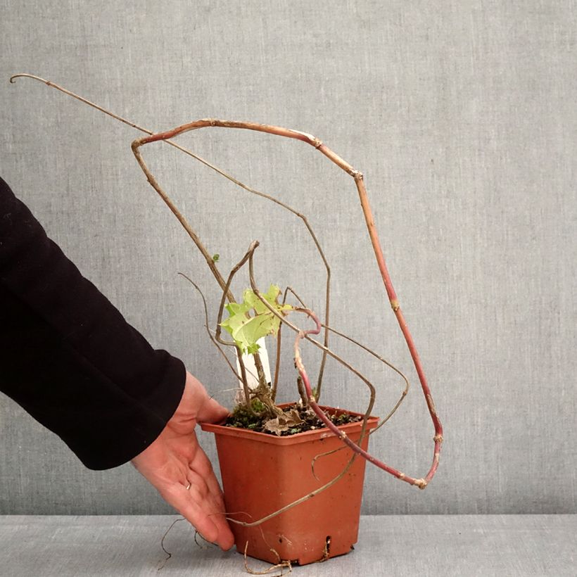 Acanto - Acanthus sennii Maceta 1L/1,5L Ejemplar entregado en la primavera