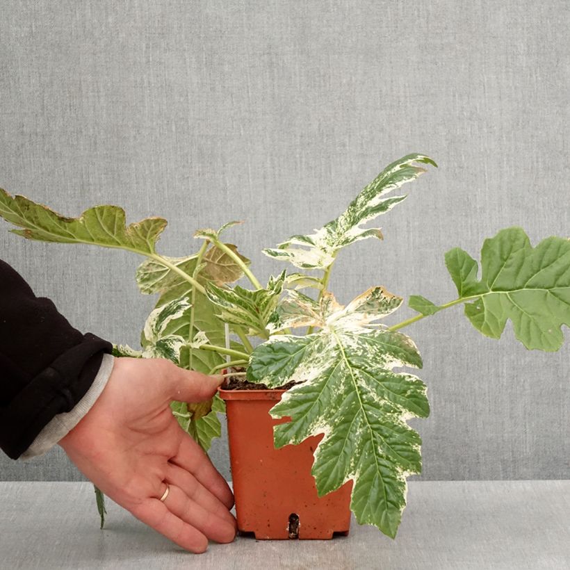 Acanto - Acanthus mollis Whitewater Maceta 1L/1,5L Ejemplar entregado en la primavera