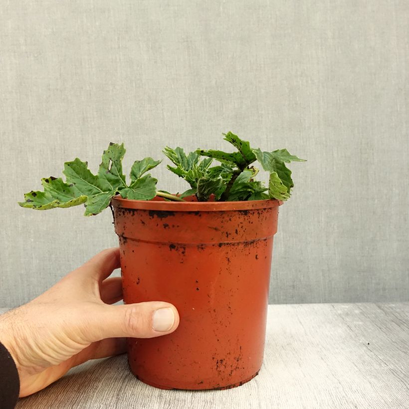 Ejemplar de Acanto - Acanthus mollis Whitewater Maceta 2L/3L entregado en otoño