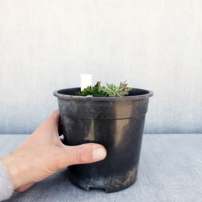 Acanto - Acanthus mollis Whitewater Maceta 2L/3L Ejemplar entregado en la primavera