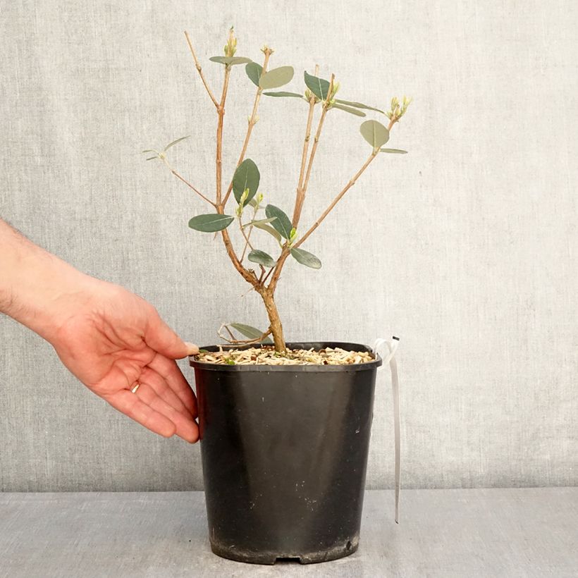 Feijoa Coolidge - Feijoa sellowiana Maceta 4L/5L Ejemplar entregado en la primavera