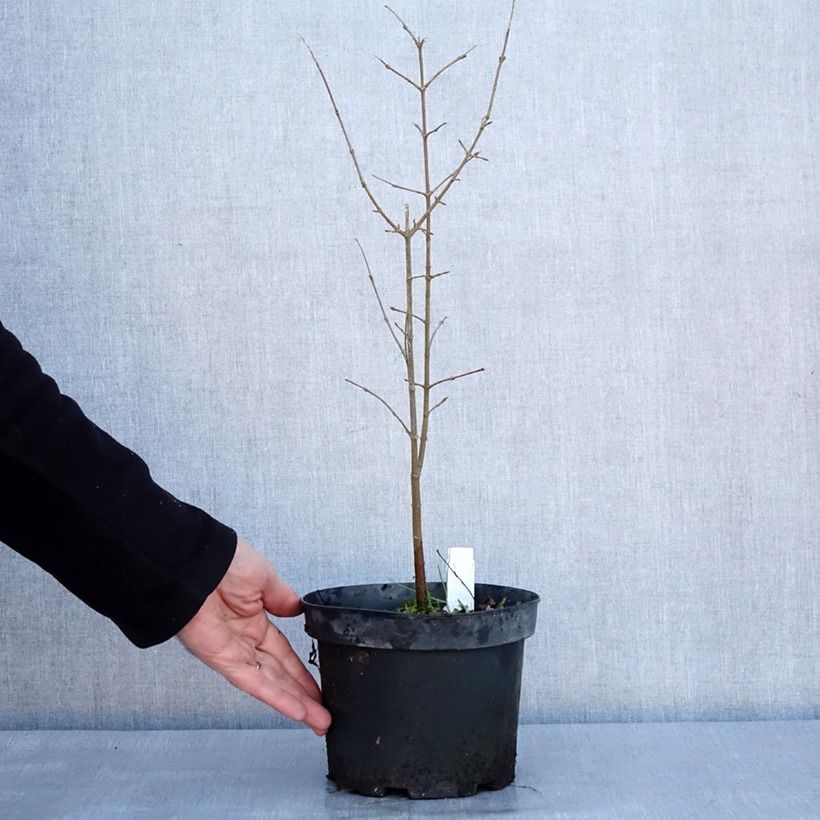 Acer buergerianum - Arce tridente Maceta 2L/3L Ejemplar entregado en invierno