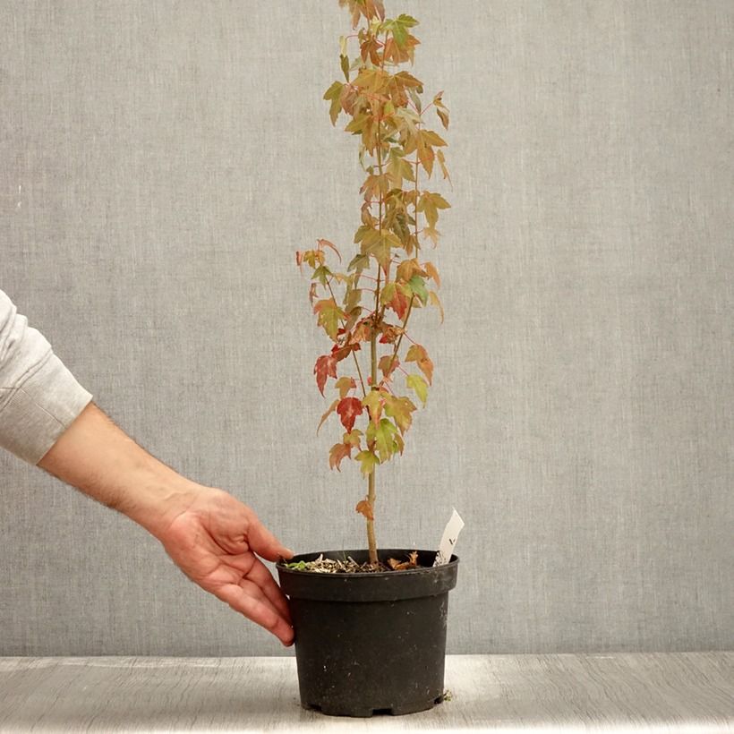 Ejemplar de Acer buergerianum - Arce tridente Maceta 2L/3L entregado en otoño