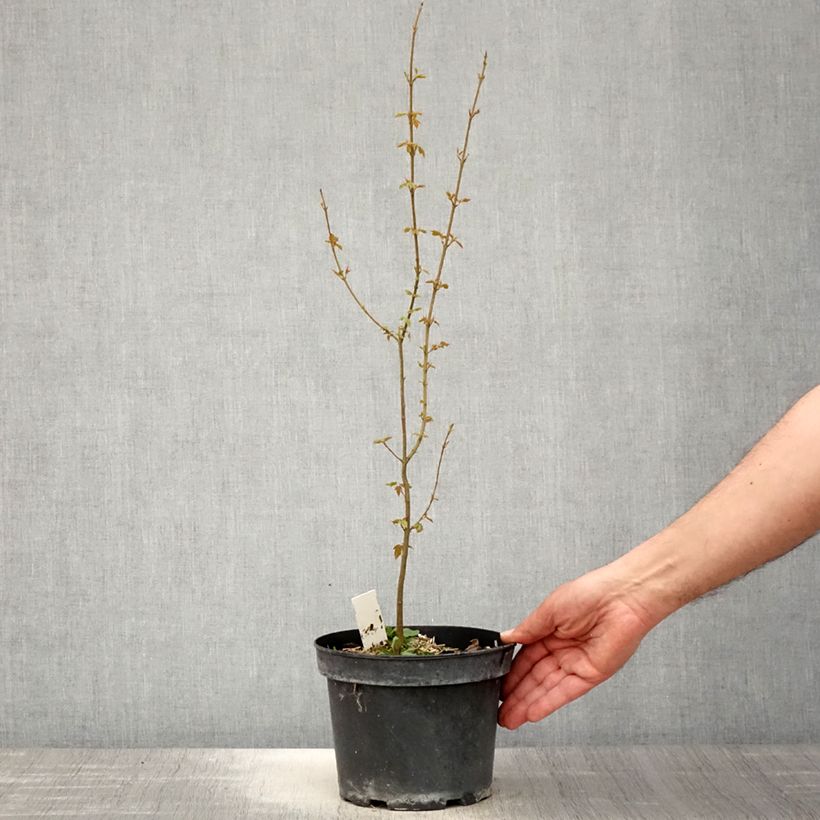 Acer buergerianum - Arce tridente Maceta 2L/3L Ejemplar entregado en la primavera