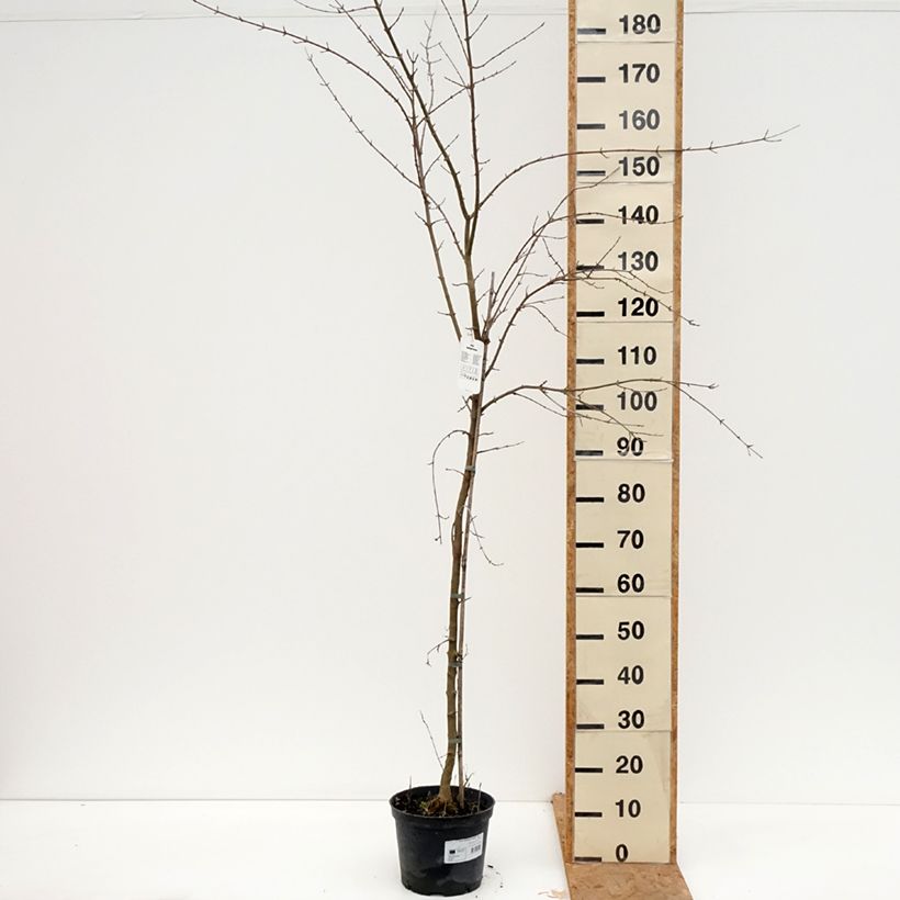Ejemplar de Acer buergerianum - Arce tridente Maceta 4L/5L entregado en otoño