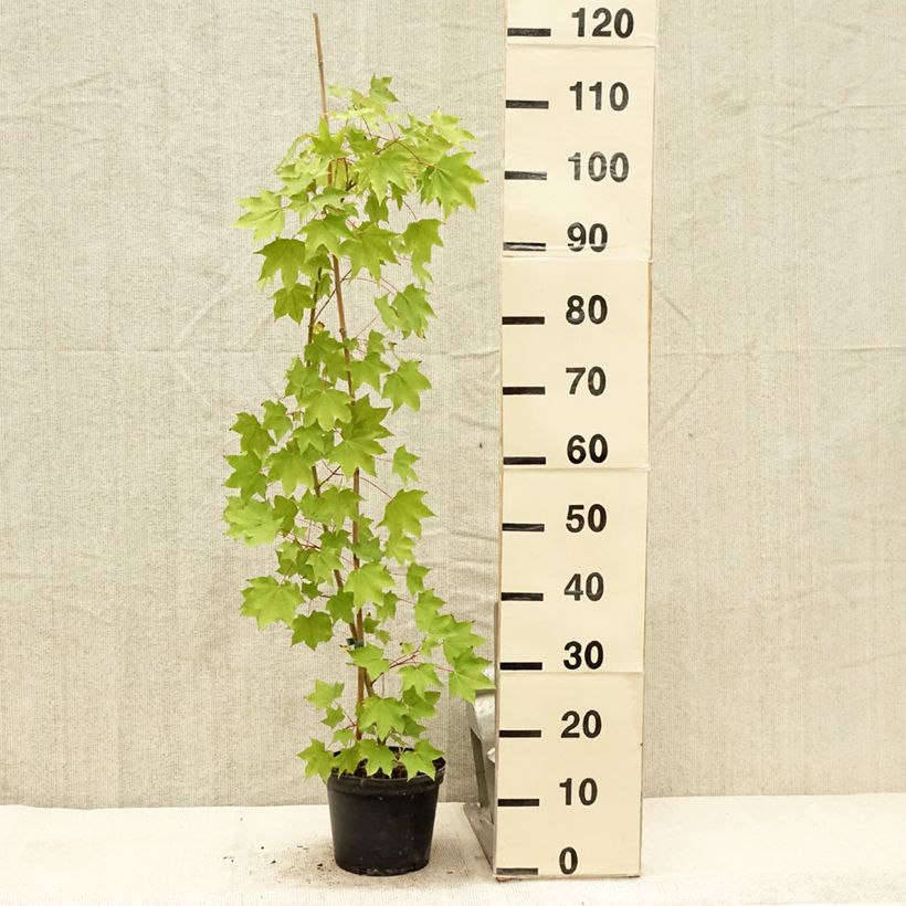 Ejemplar de Acer cappadocicum Rubrum - Arce de Capadocia Maceta 3L/4L entregado en verano