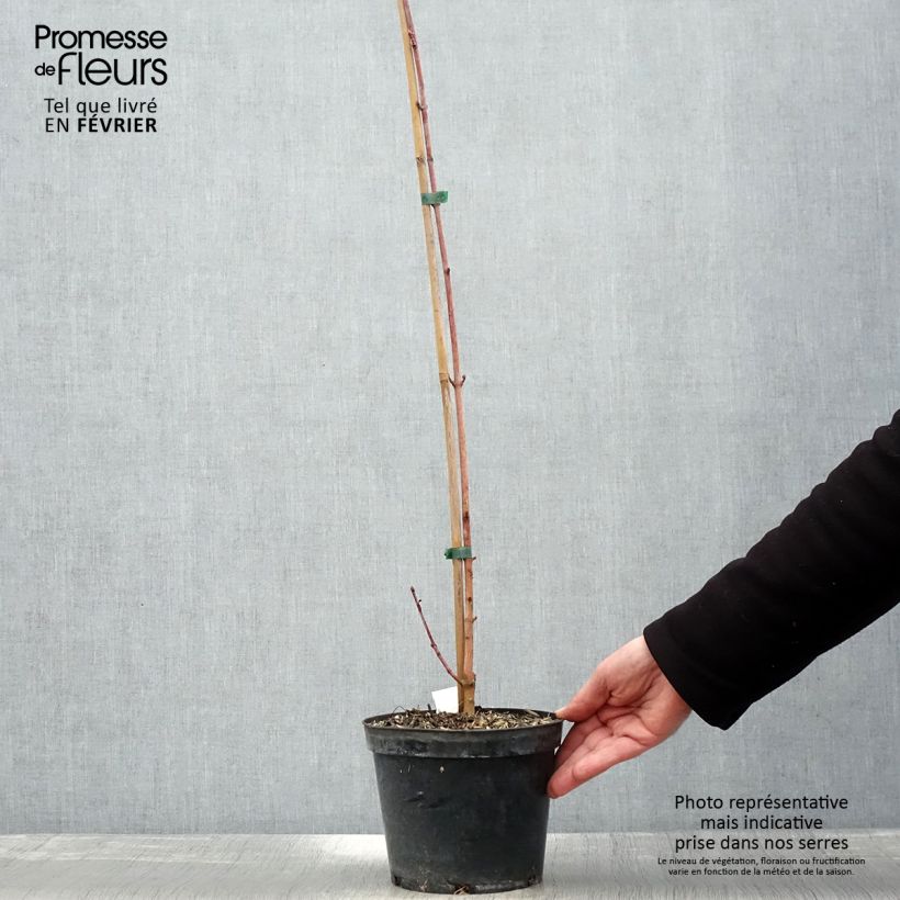 Acer cappadocicum Rubrum - Arce de Capadocia Maceta 3L/4L Ejemplar entregado en invierno