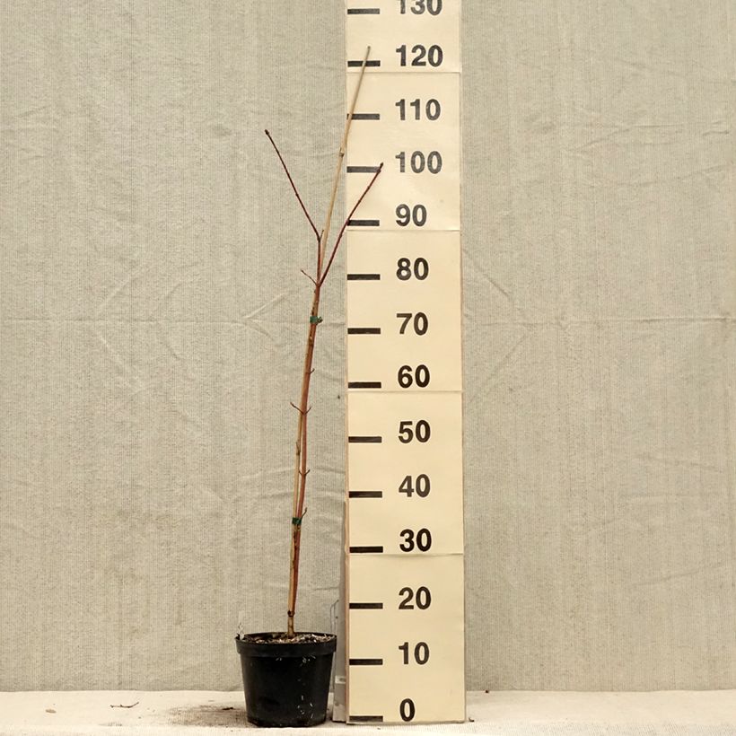 Acer cappadocicum Rubrum - Arce de Capadocia Maceta 3L/4L Ejemplar entregado en la primavera