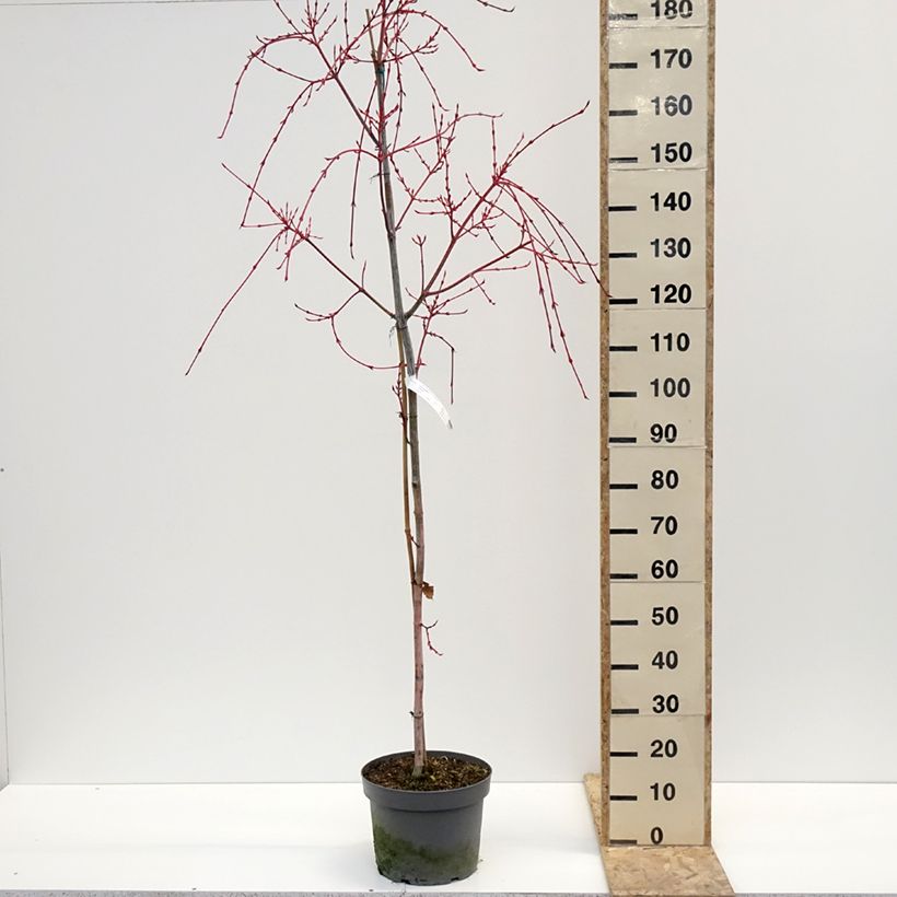Acer conspicuum Red Flamingo Maceta 7,5L/10L Ejemplar entregado en invierno