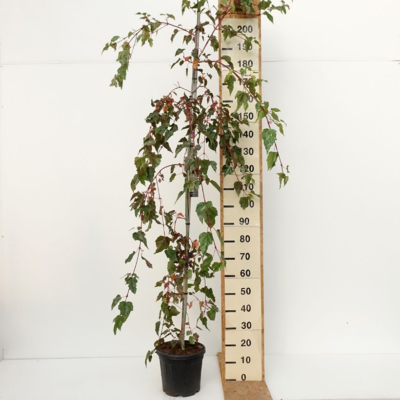 Ejemplar de Acer conspicuum Red Flamingo Maceta 7,5L/10L entregado en otoño