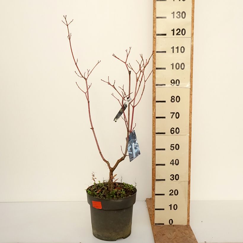 Ejemplar de Acer conspicuum Silver Vein Maceta 12L/15L entregado en otoño