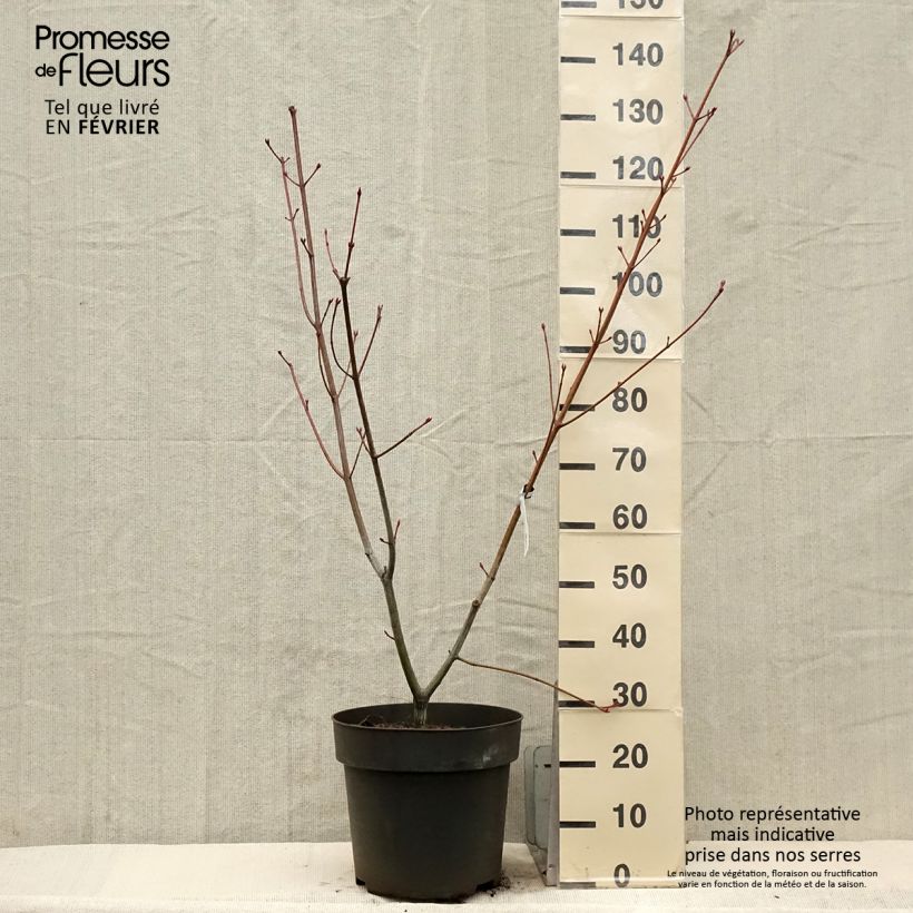 Acer conspicuum Silver Vein Maceta 12L/15L Ejemplar entregado en invierno