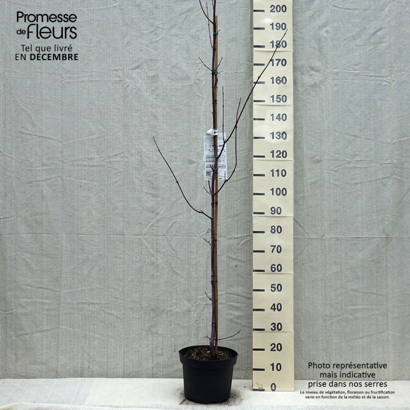 Arce de corteza de serpiente - Acer davidii Maceta 7,5L/10L Ejemplar entregado en invierno