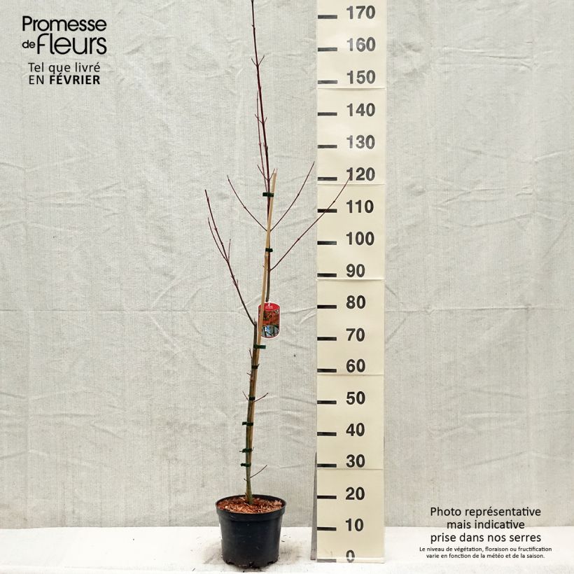 Arce de corteza de serpiente - Acer davidii Maceta 4L/5L Ejemplar entregado en invierno