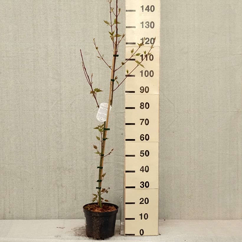 Arce de corteza de serpiente - Acer davidii Maceta 4L/5L Ejemplar entregado en la primavera