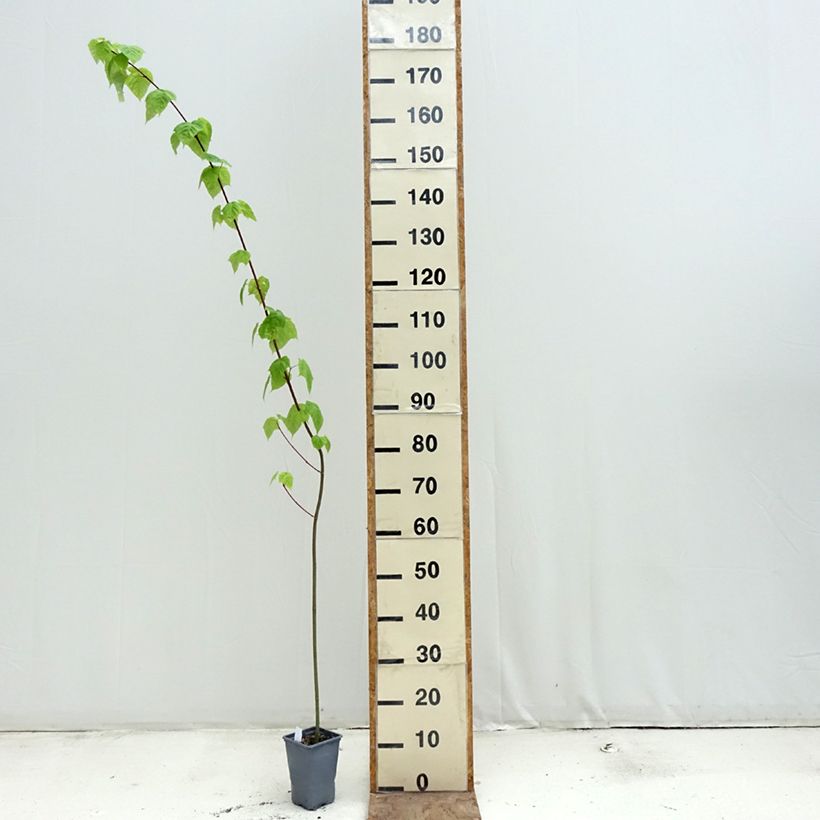 Arce de corteza de serpiente - Acer davidii Maceta de 12 cm / 13 cm, Arból joven Ejemplar entregado en la primavera