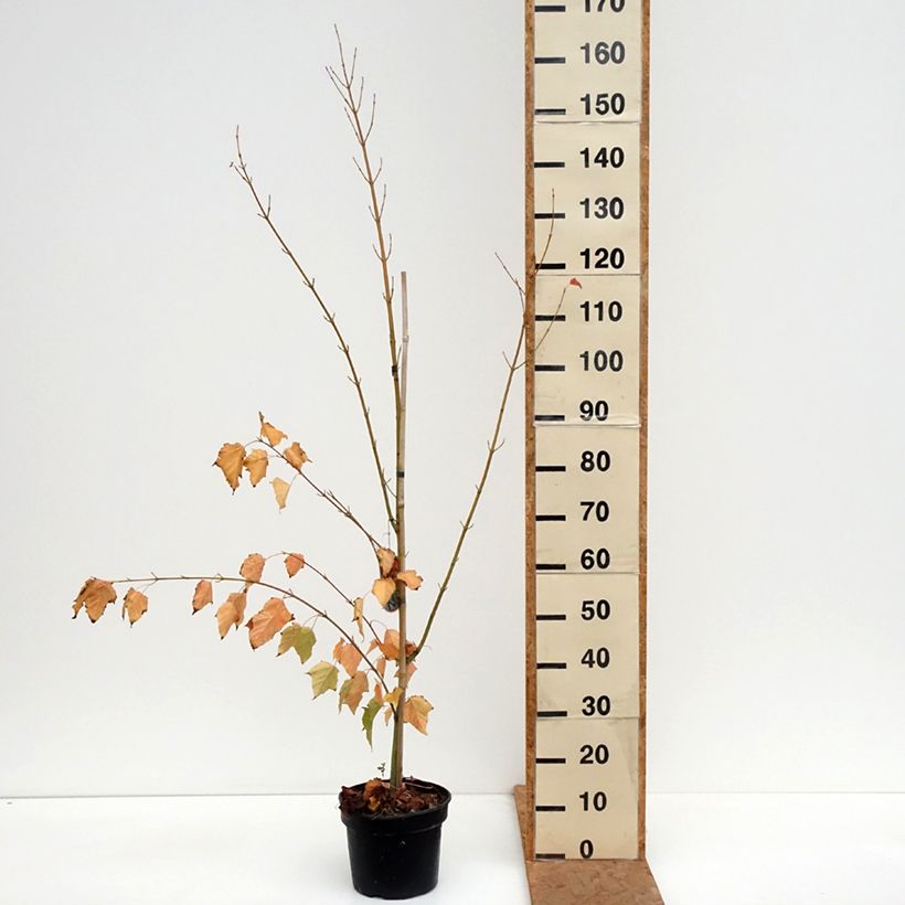 Ejemplar de Arce de corteza de serpiente - Acer davidii Maceta 4L/5L entregado en otoño