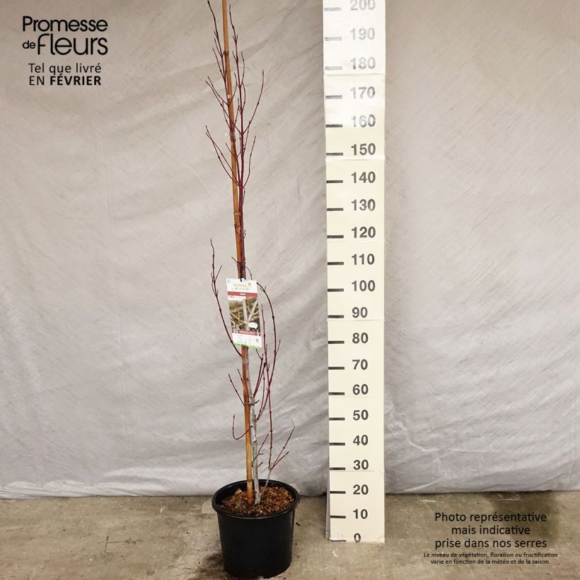 Arce de corteza de serpiente Viper Maceta 12L/15L Ejemplar entregado en invierno