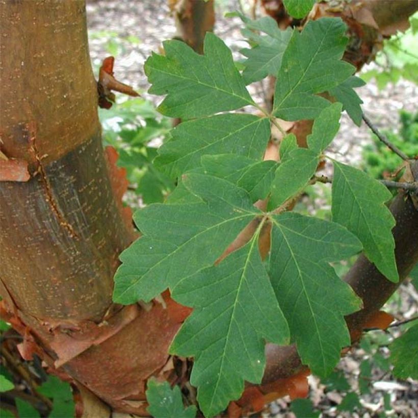 Acer griseum - Arce chino gris (Follaje)