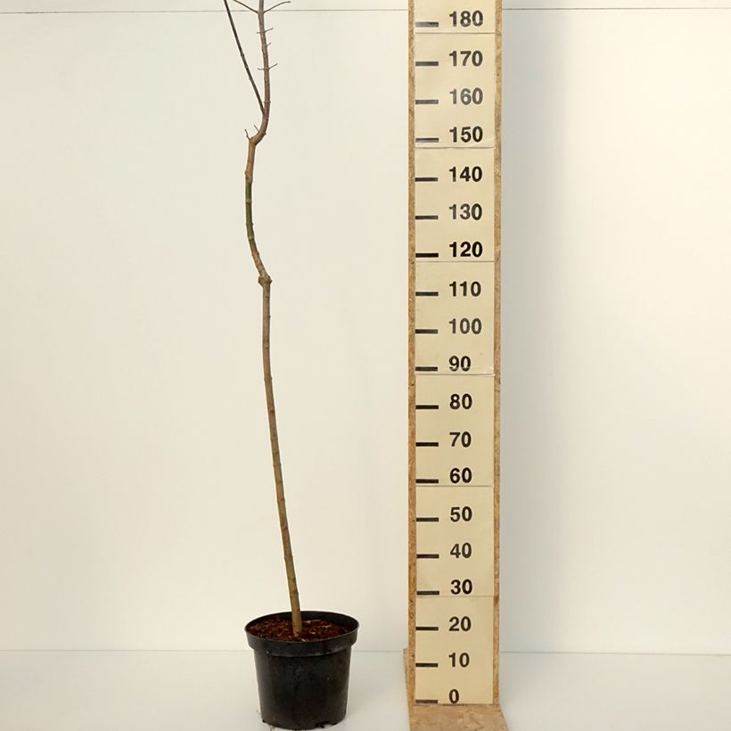 Acer negundo Auratum Maceta 7,5L/10L Ejemplar entregado en invierno