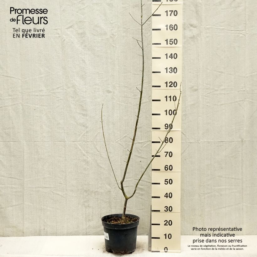 Acer negundo Aureomarginatum Maceta 7,5L/10L Ejemplar entregado en invierno