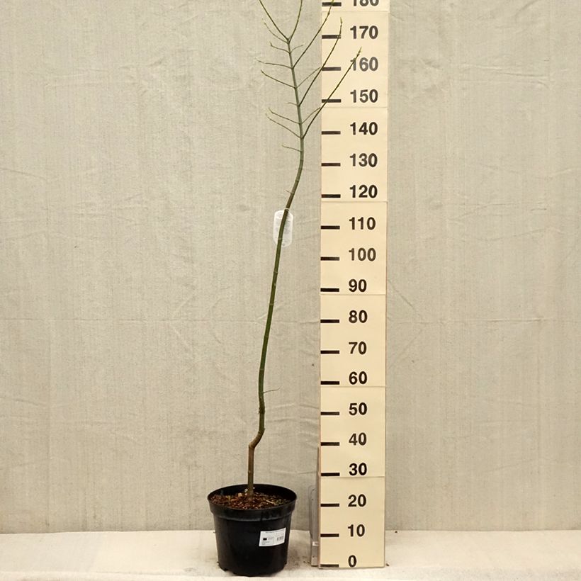 Acer negundo Aureomarginatum Maceta 7,5L/10L Ejemplar entregado en la primavera