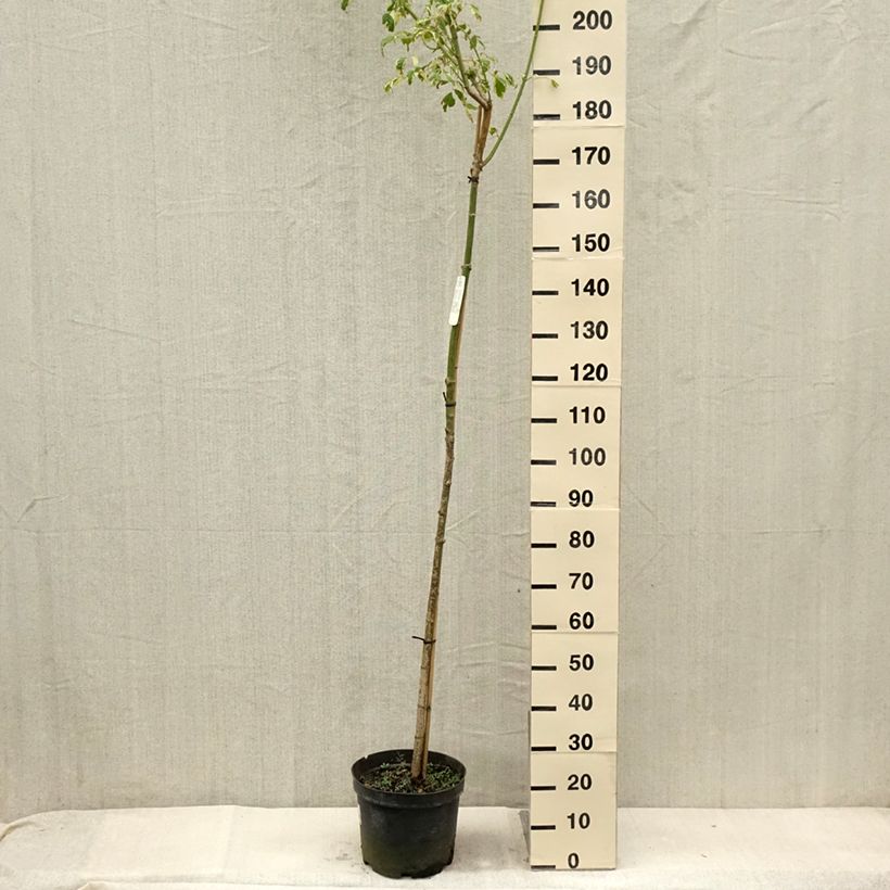 Ejemplar de Acer negundo Elegans - Erable à feuille de frêne Maceta 7,5L/10L, Tallo entregado en verano