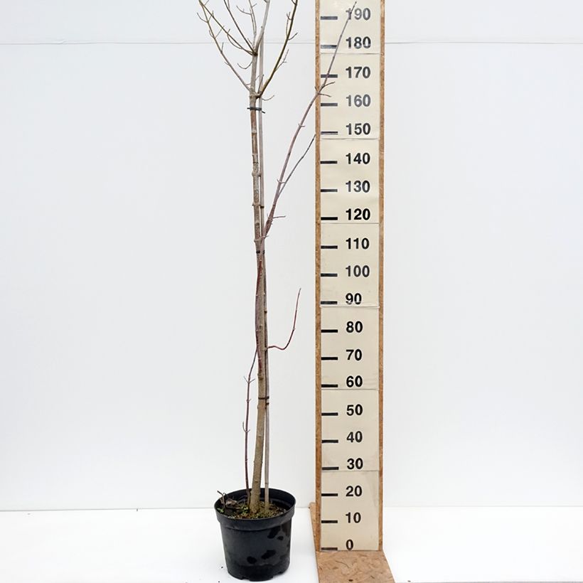 Ejemplar de Acer negundo Elegans - Acezintle Maceta 7,5L/10L, Tallo entregado en otoño