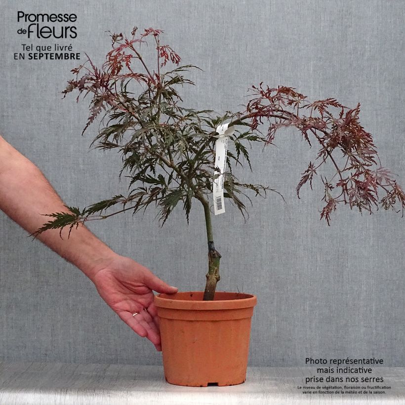 Ejemplar de Arce japonés Dissectum Atropurpureum - Acer palmatum Maceta 3L/4L entregado en otoño
