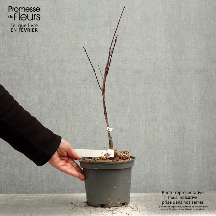 Arce japonés Dissectum Atropurpureum - Acer palmatum Maceta 3L/4L Ejemplar entregado en invierno