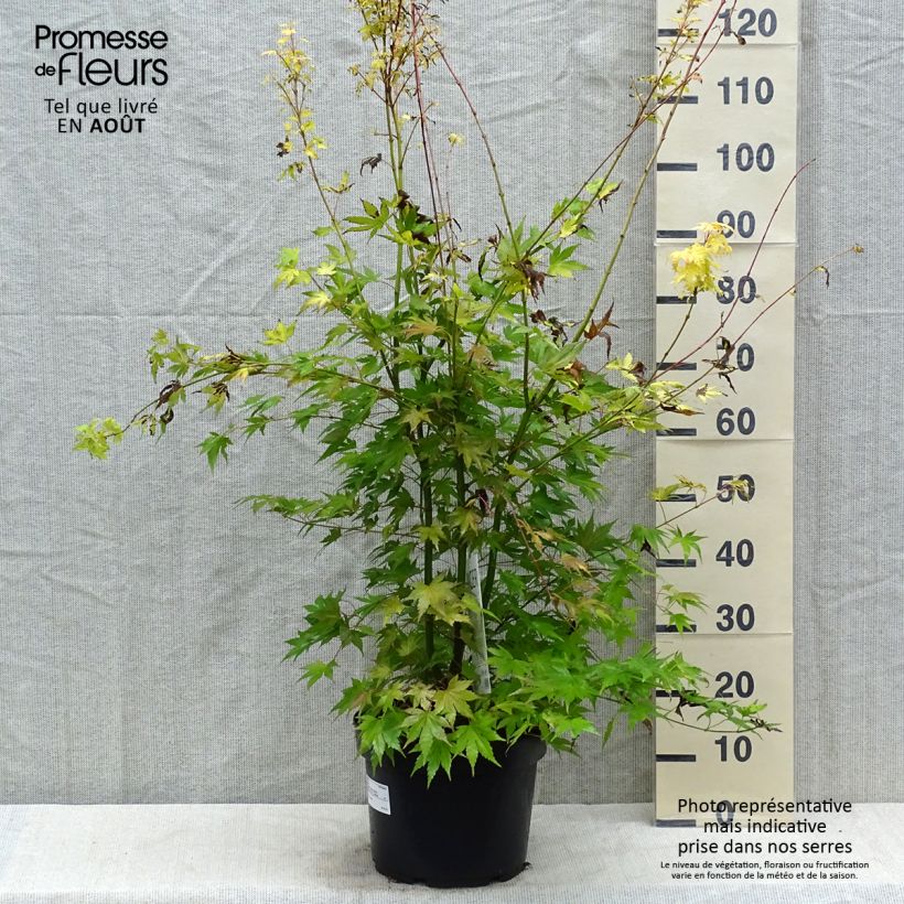 Ejemplar de Arce japonés Orange Dream - Acer palmatum Maceta 7,5L/10L entregado en verano