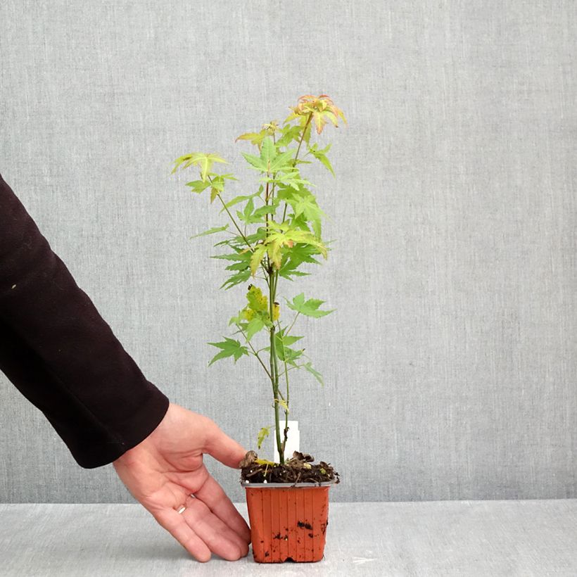 Ejemplar de Arce japonés Orange Dream - Acer palmatum Maceta de 8/9 cm entregado en otoño