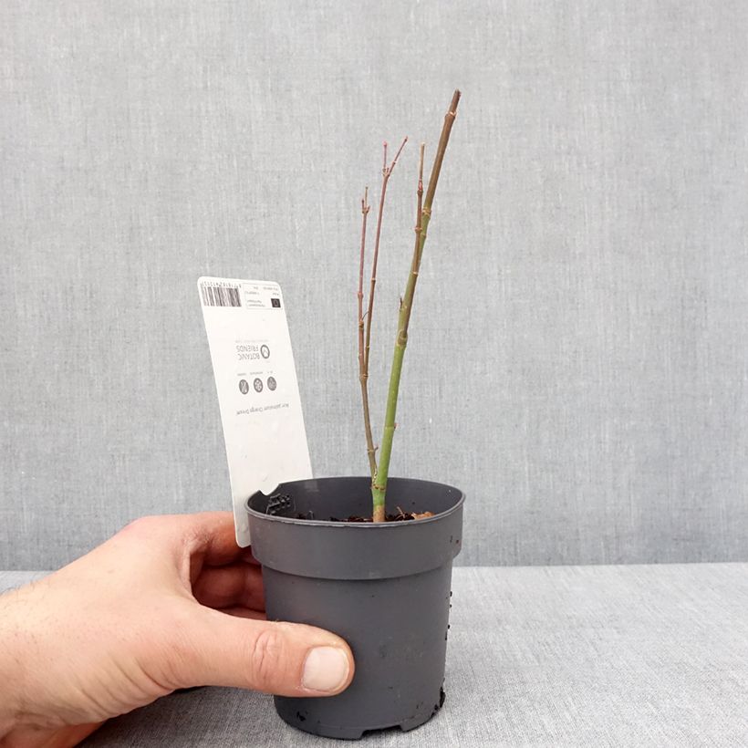 Arce japonés Orange Dream - Acer palmatum Maceta de 8/9 cm Ejemplar entregado en invierno