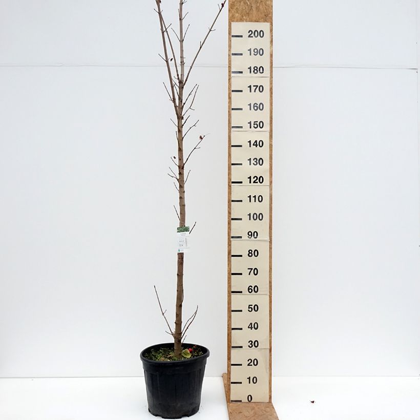 Ejemplar de Arce real Columnare - Acer platanoides Maceta 20L/25L, Tallo entregado en otoño
