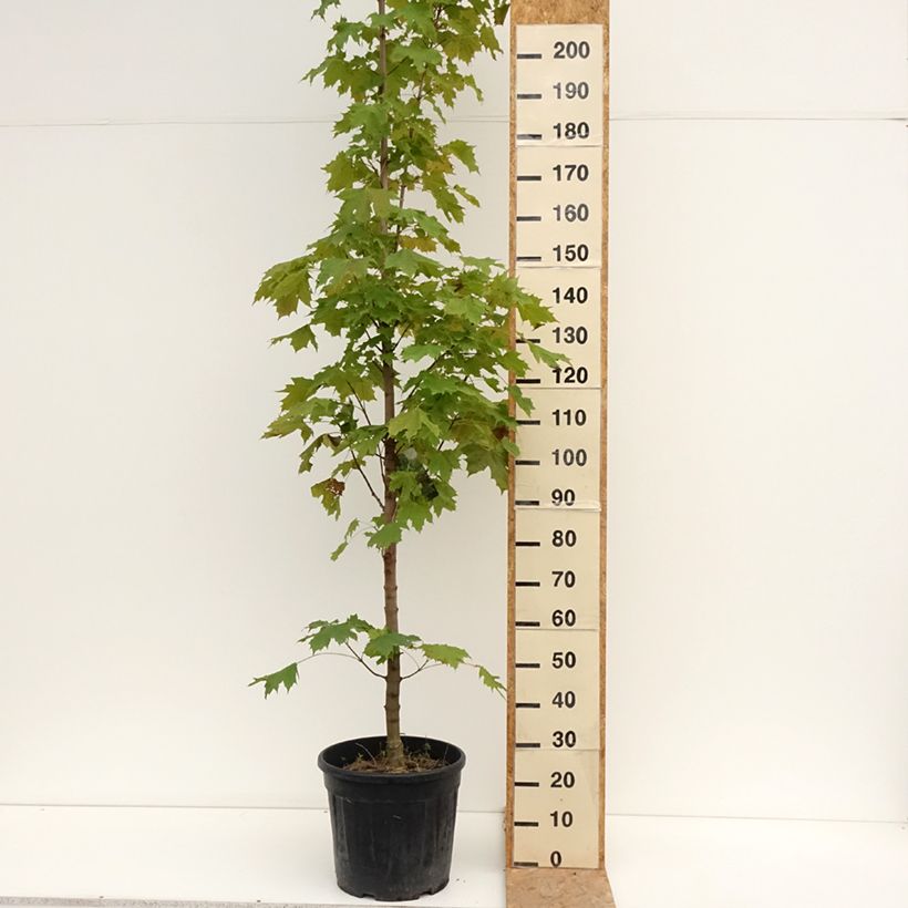 Ejemplar de Arce real Columnare - Acer platanoides Maceta 20L/25L, Tallo entregado en verano