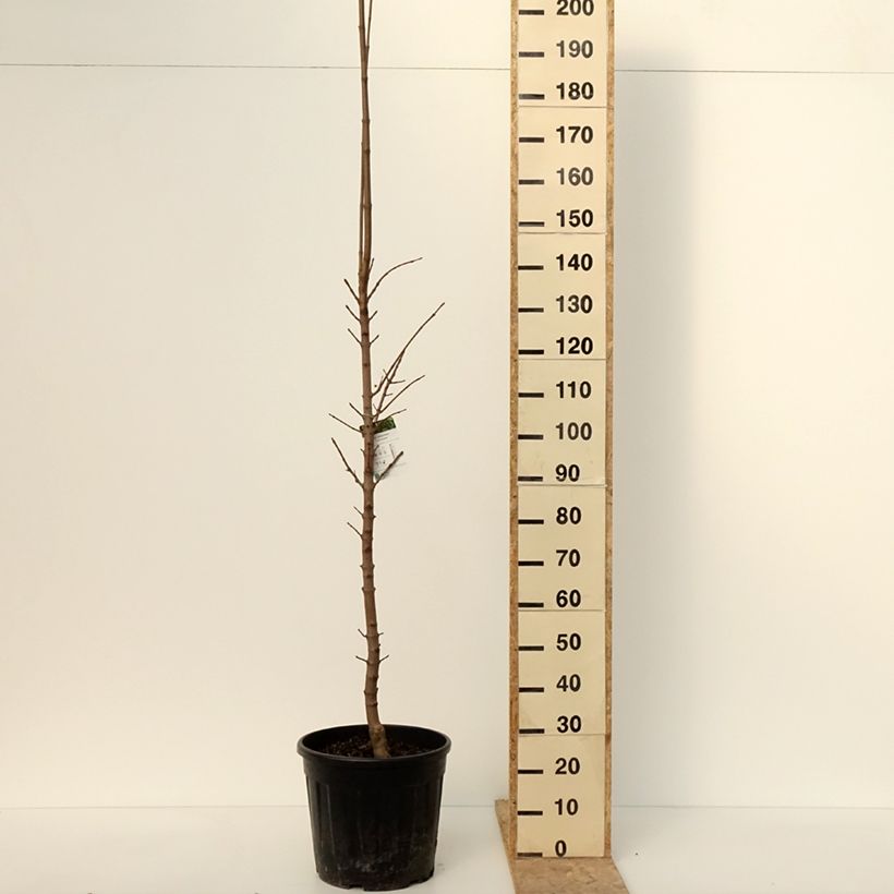 Arce real Columnare - Acer platanoides Maceta 20L/25L Ejemplar entregado en invierno
