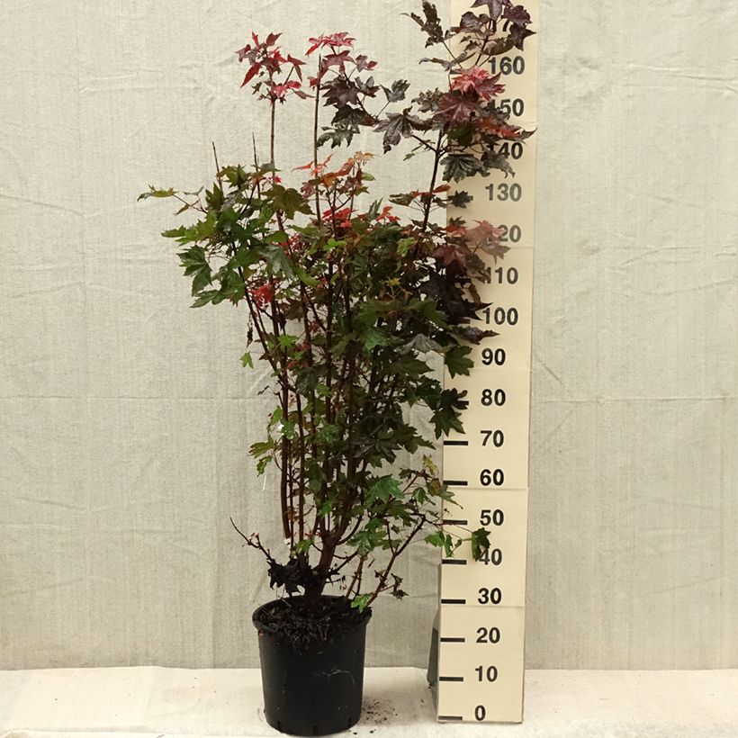 Ejemplar de Arce real Crimson Sentry - Acer platanoides Maceta 12L/15L entregado en verano