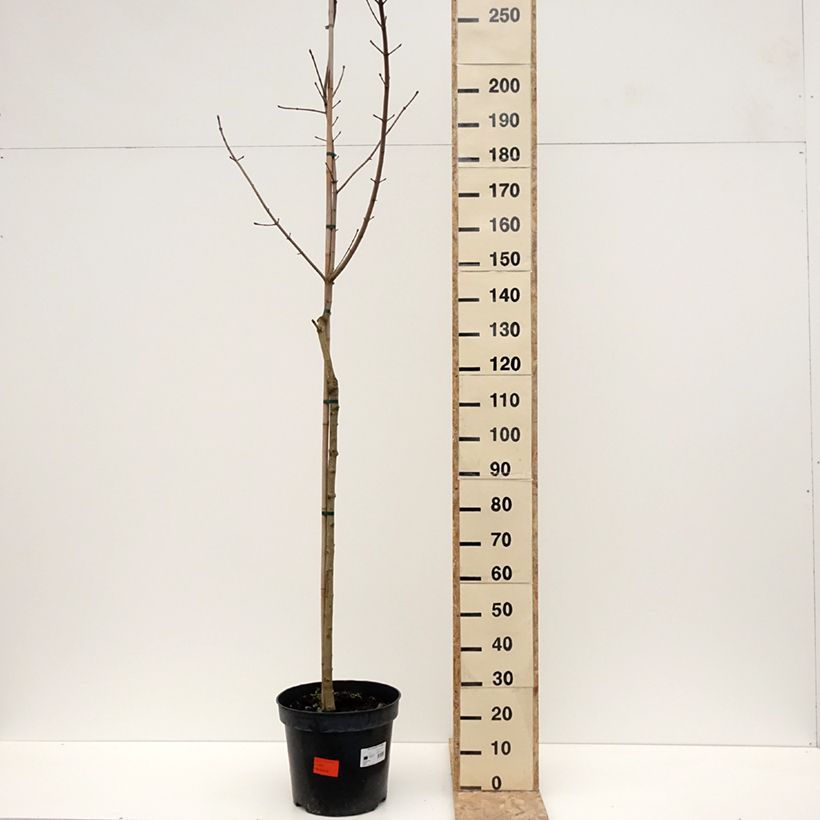 Arce real Maculatum - Acer platanoides Maceta 12L/15L Ejemplar entregado en invierno