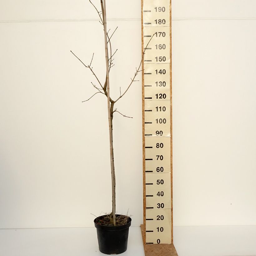 Ejemplar de Arce real Maculatum - Acer platanoides Maceta 12L/15L, Tallo entregado en otoño