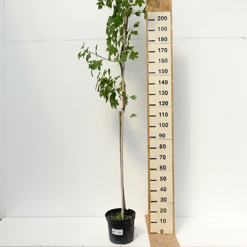 Ejemplar de Arce real Maculatum - Acer platanoides Maceta 12L/15L, Tallo entregado en verano