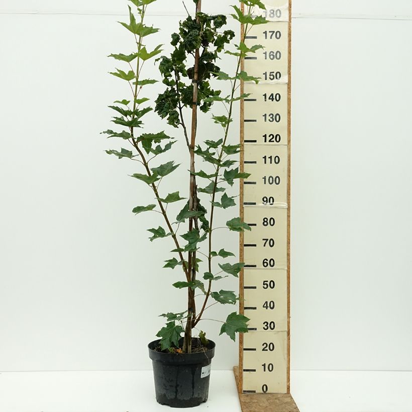 Ejemplar de Arce real Marylka - Acer platanoides Maceta 12L/15L, Tallo entregado en verano