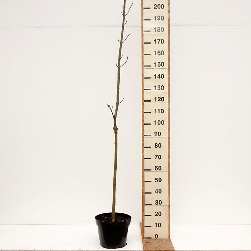 Arce real Marylka - Acer platanoides Maceta 12L/15L, Tallo Ejemplar entregado en invierno