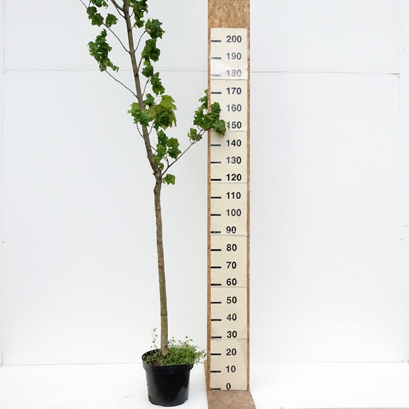 Arce real Marylka - Acer platanoides Maceta 12L/15L, Tallo Ejemplar entregado en la primavera
