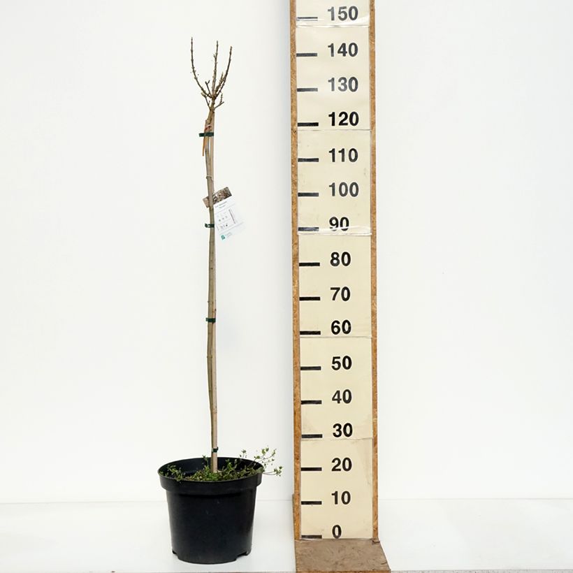 Arce real Novush - Acer platanoides Maceta 7,5L/10L, Tallo Ejemplar entregado en la primavera