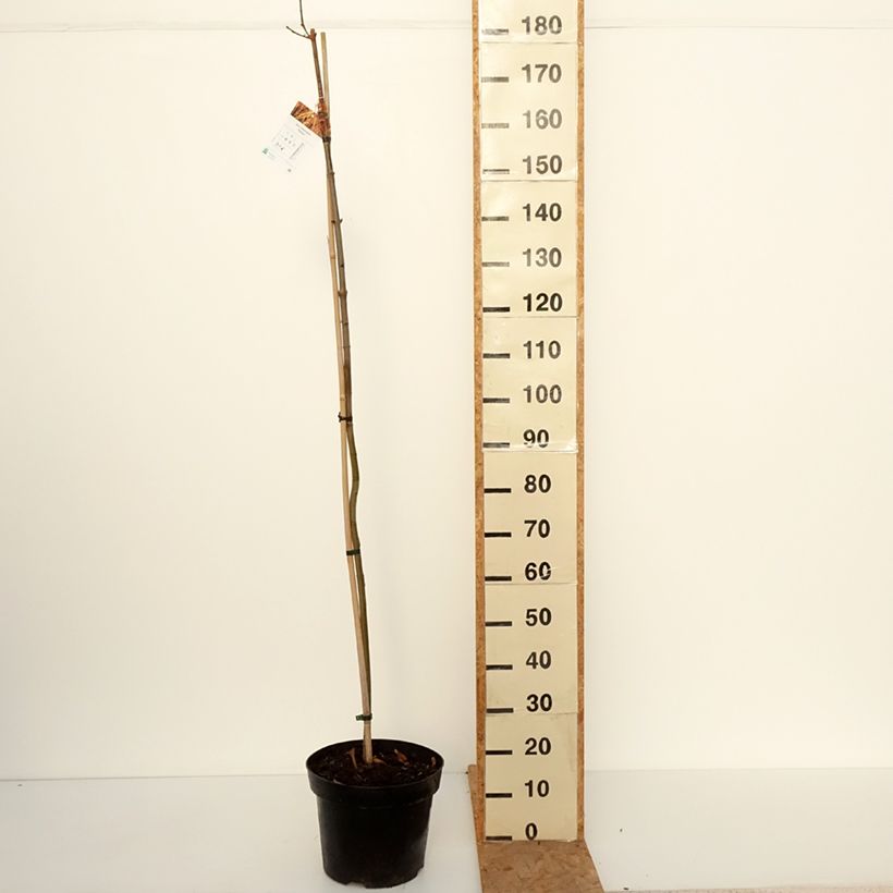 Ejemplar de Arce real Paldiski - Acer platanoides Maceta 12L/15L, Tallo entregado en otoño