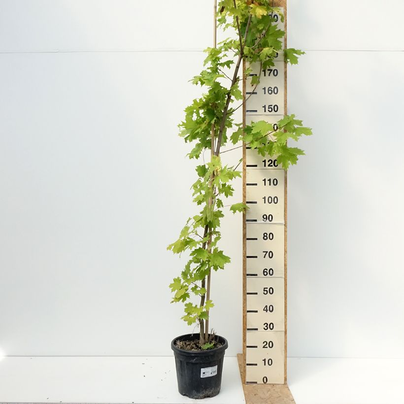 Ejemplar de Arce real Princeton Gold - Acer platanoides Maceta 20L/25L, Tallo entregado en verano